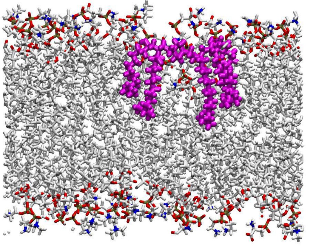 Atomistic molecular dynamics simulation of a BEND lipid entering an endosomal bilayer