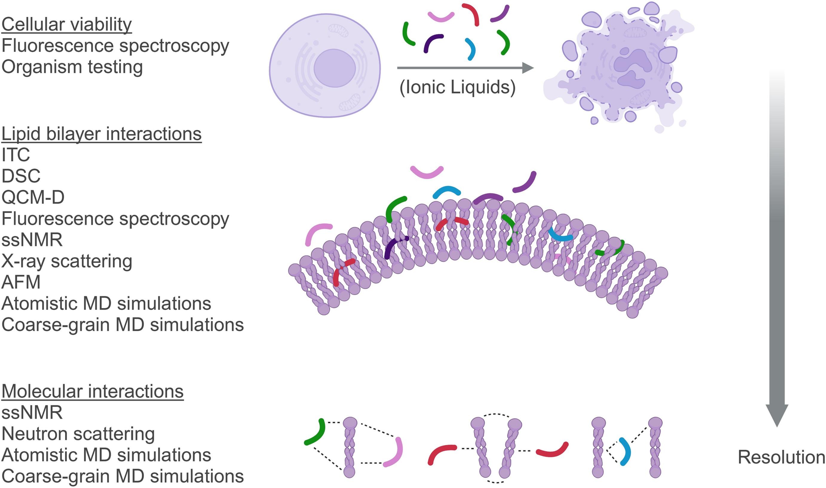 padilla2024ionicliquid.jpg