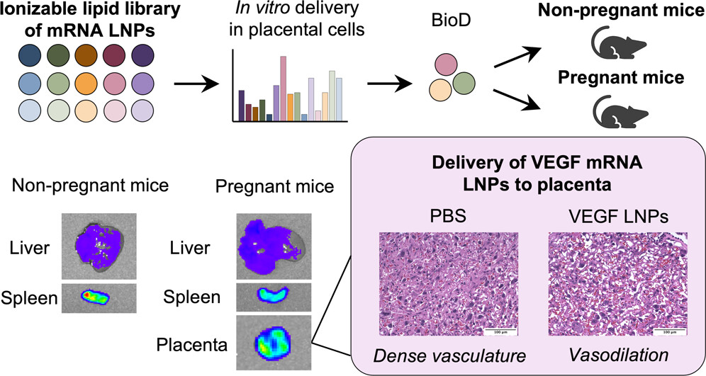 swingle2023placenta.jpeg